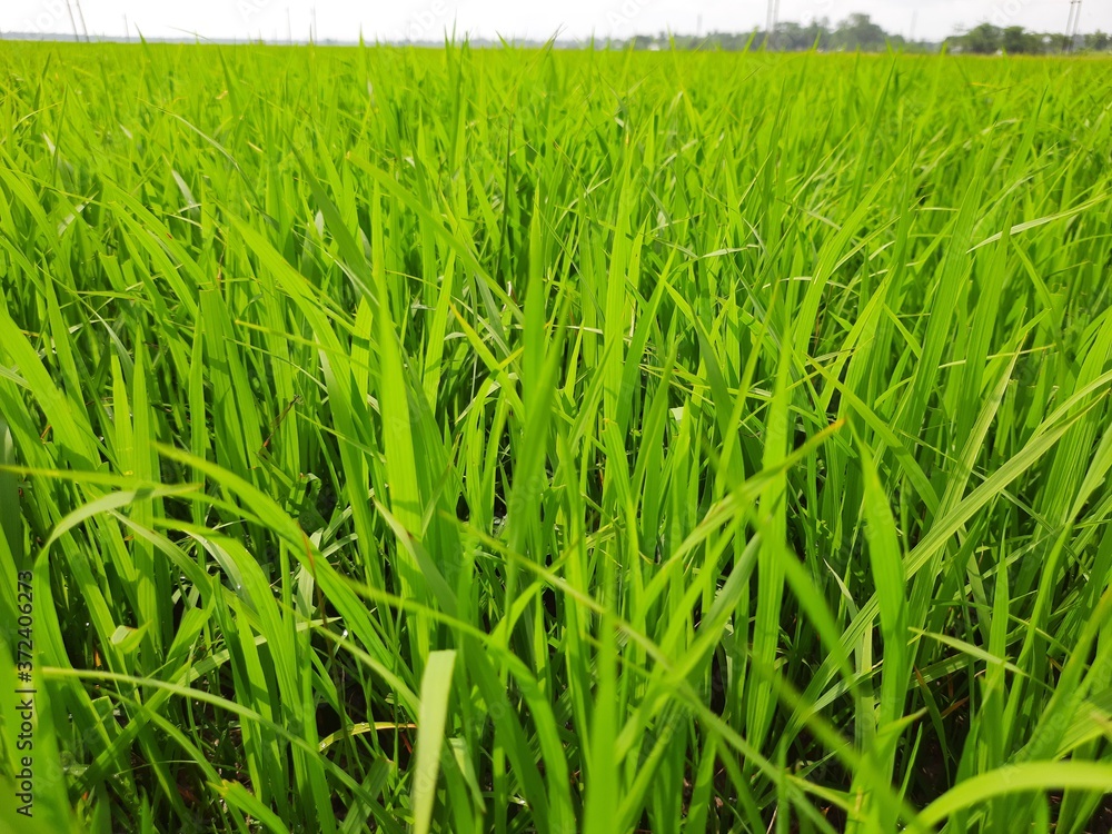 green rice field, beautiful green rice field in India. Green grass landscape. Green paddy field in India. green rice field, beautiful green rice field in India. Green grass landscape. Green paddy field in India.