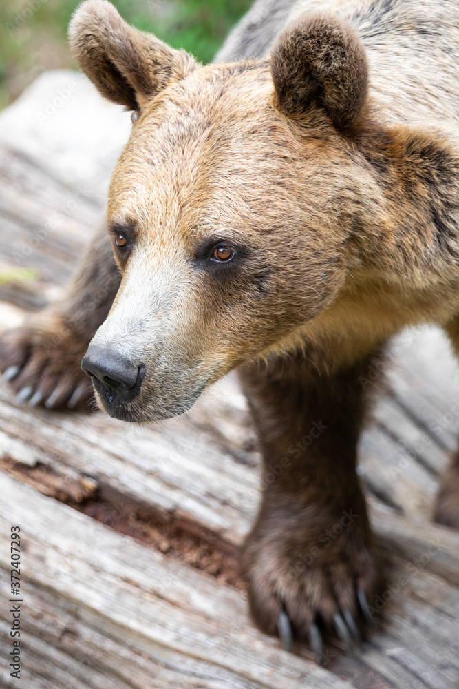 Close up portrait of a brown bear, standing on a dead tree trunk and looking sideways