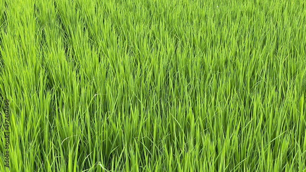 Obraz premium 夏の田舎の田んぼに成長している稲の風景