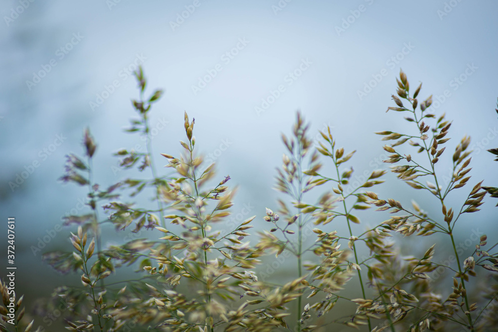 Fluffy grass stalks Fluffy grass stalks
