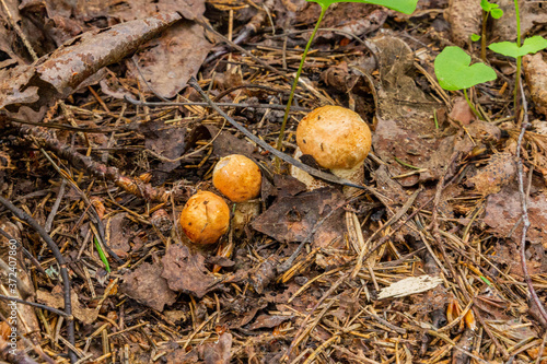 Small mushrooms make their way from under the leaves in the forest