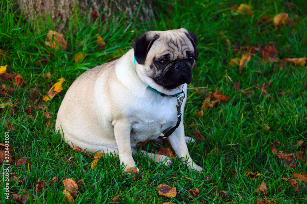 The pug sits in green grass with yellow leaves. Fall.