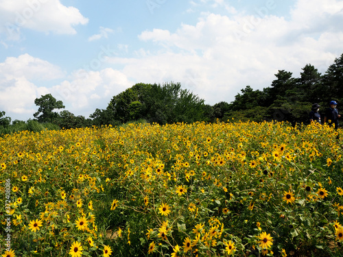 黄色い花の花畑