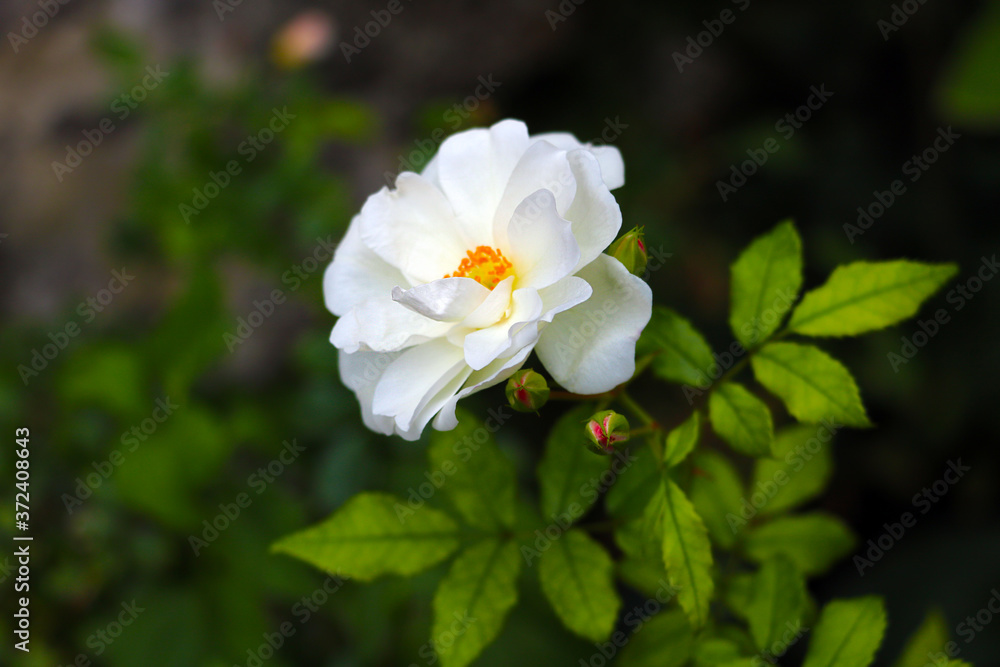 White rose flower in the garden close-up.