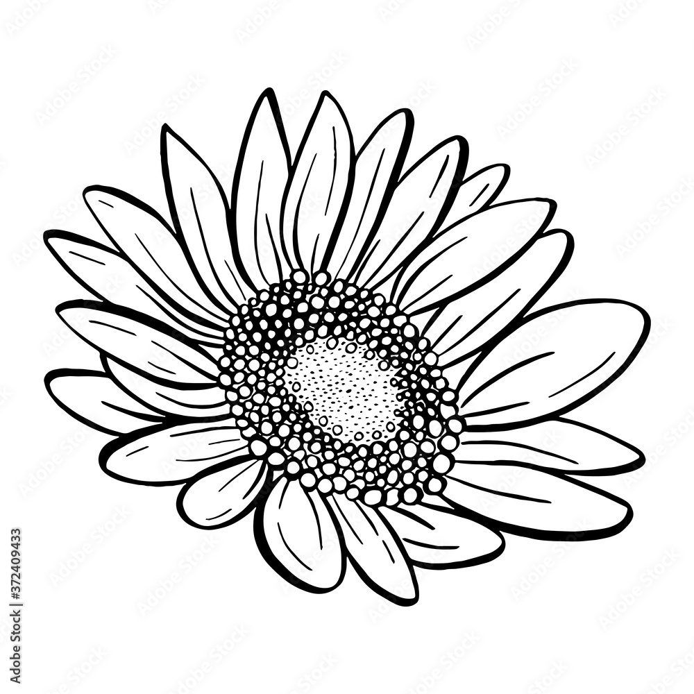 Doodle black line sunflower. A silhouette use for cricut, cut file, clipart. Digital or printable sticker. Vector illustration for decorate logo, tattoo, card or any design.