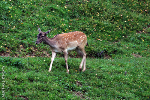 Fototapeta Naklejka Na Ścianę i Meble -  A beautiful spotted small deer stands on a hill.