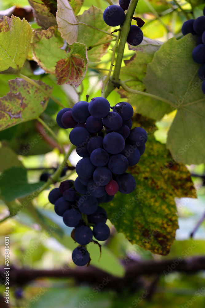 Branch of blue grapes with green leaves close-up.