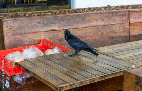 Australian black raven standing on wooden table near big red container with bread. photo