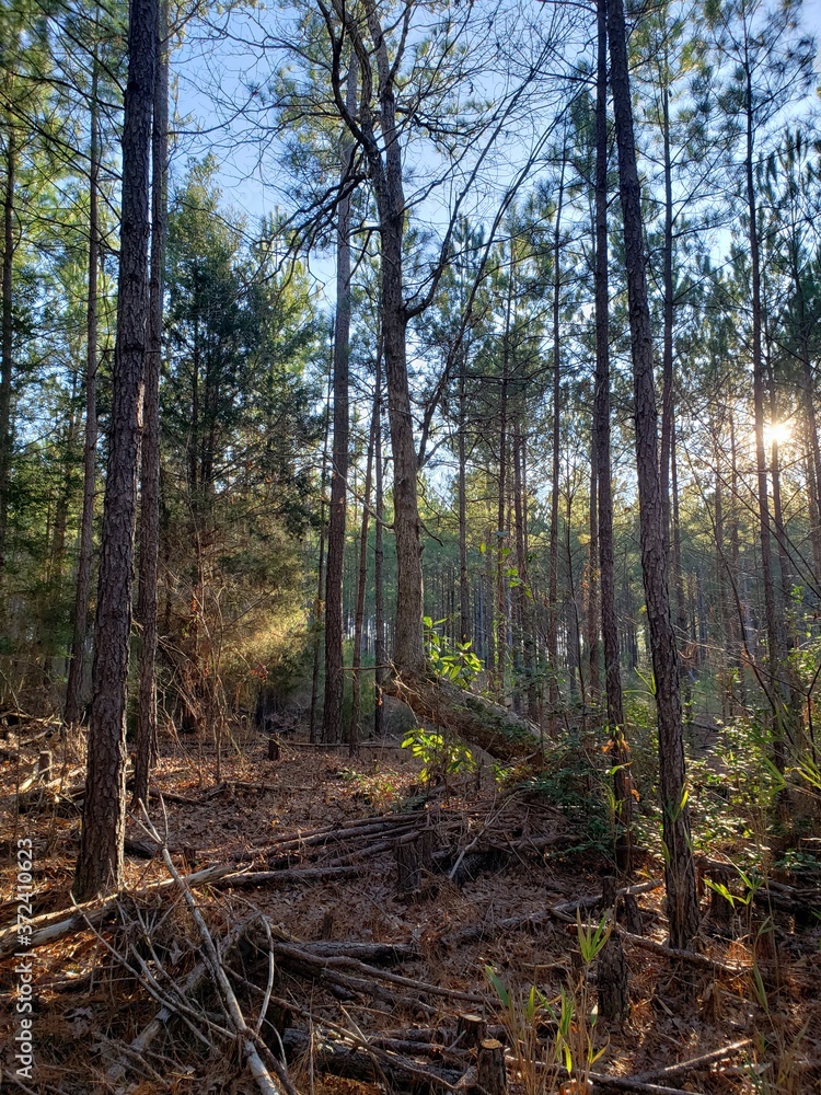 Obraz premium forest in autumn