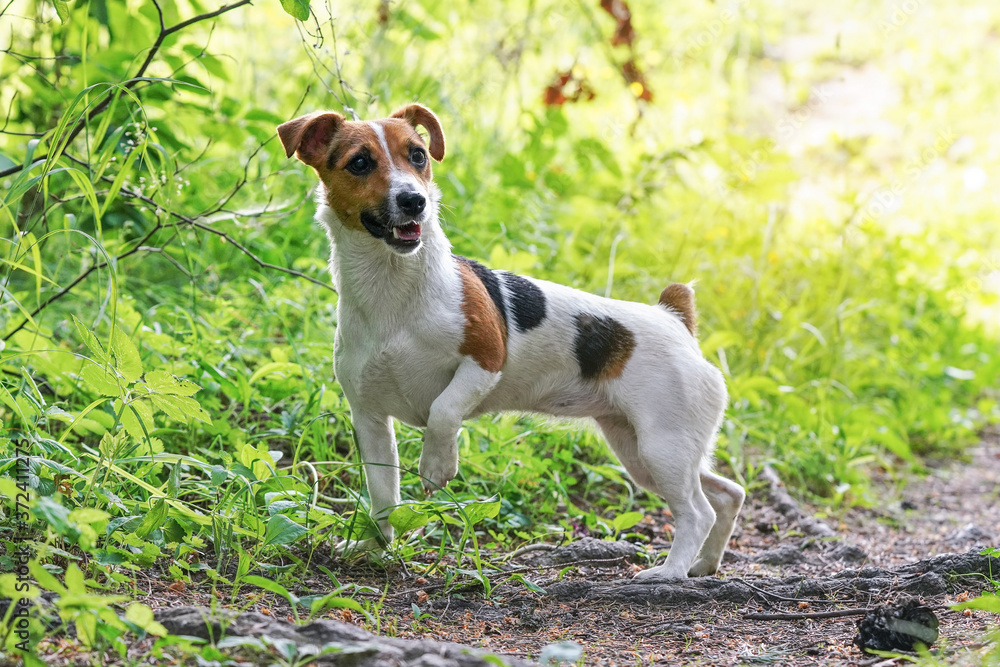 Small Jack Russell terrier standing on forest footpath, view from side, looking attentively one leg up