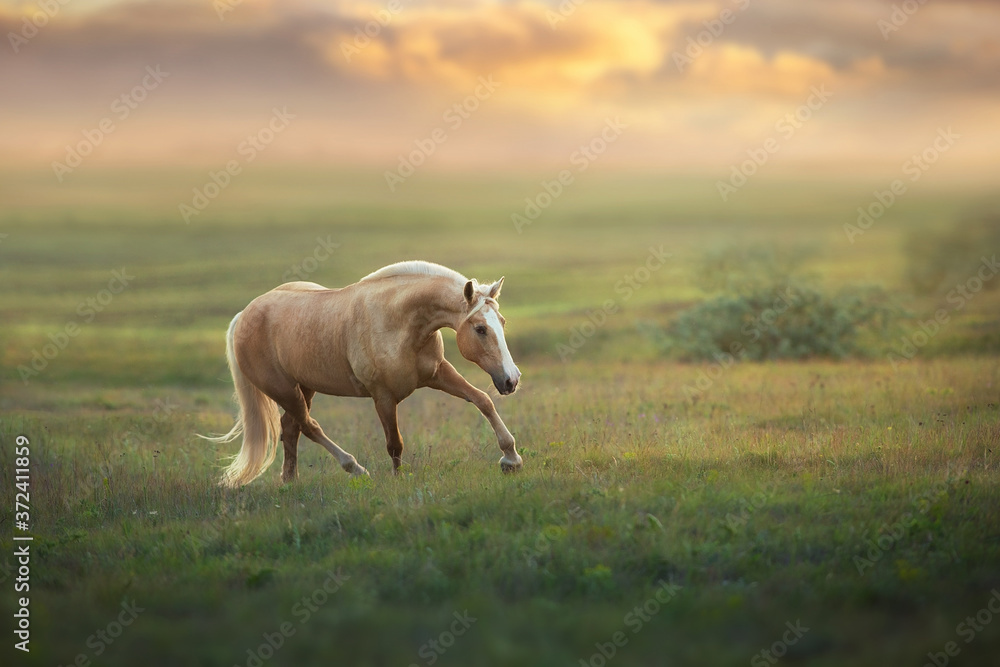 Obraz premium Palomino horse trotting in meadow at sunset light
