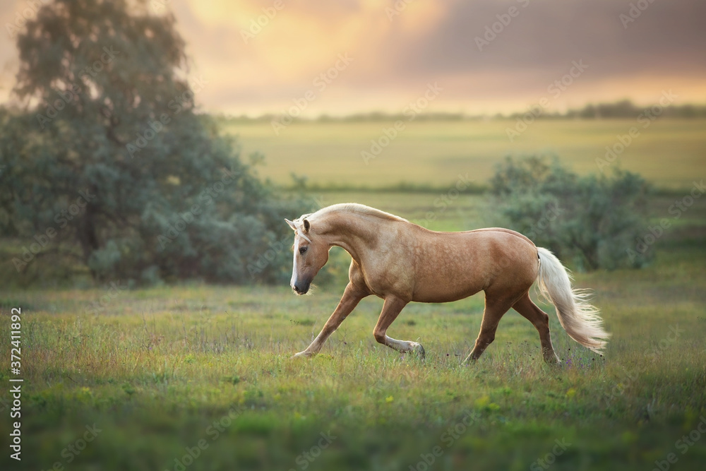 Fototapeta premium Palomino horse trotting in meadow at sunset light