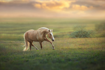 Foto auf Leinwand Pferde Palomino-Pferd, das bei Sonnenuntergang auf der Wiese trabt  © callipso88