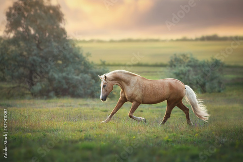 Palomino horse trotting in meadow at sunset light