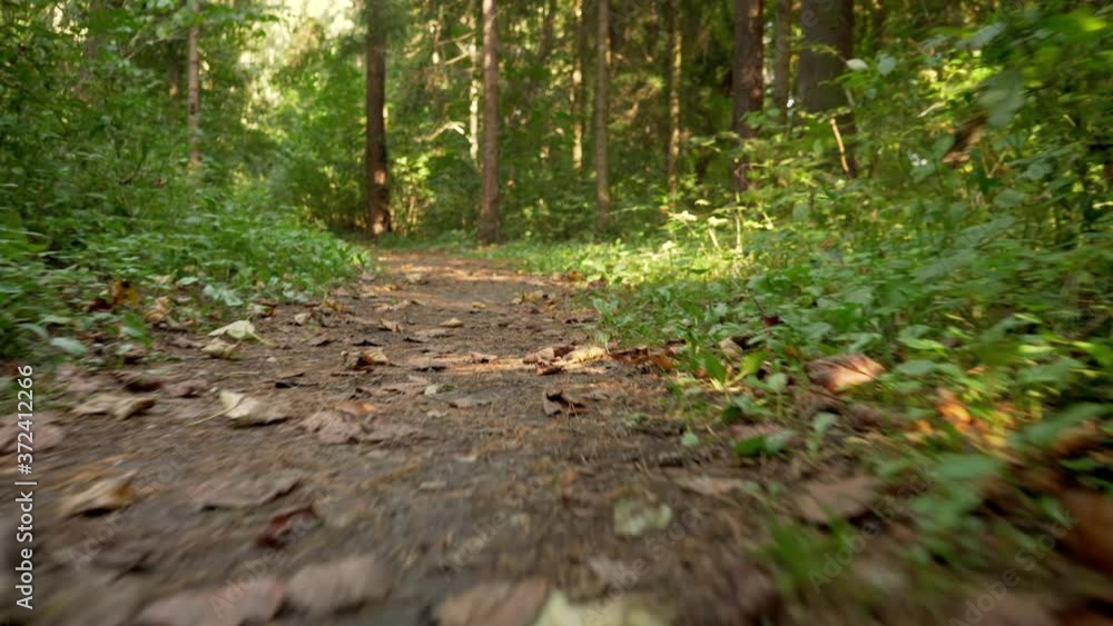 Running through forest on dusty pathway dry leaves ground, low angle video - dog's view Running through forest on dusty pathway dry leaves ground, low angle video - dog's view