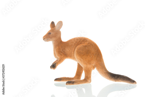 Kangaroo isolated