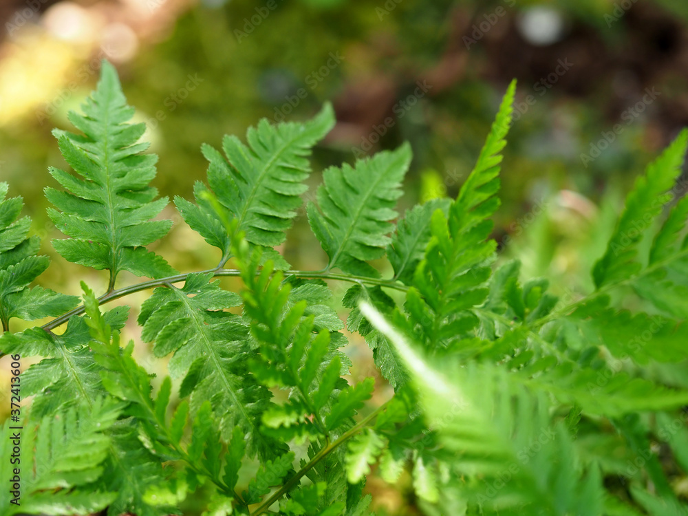 シダのような葉っぱ