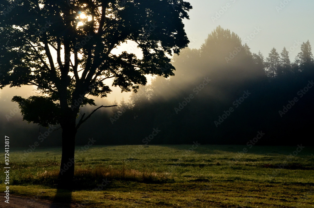Landscape early in the morning with the sun behind the tree and morning fog Landscape early in the morning with the sun behind the tree and morning fog