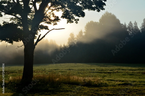 Landscape early in the morning with the sun behind the tree and morning fog