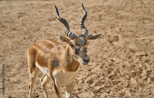 Twisted Horn Antelope. The animal stands on the sand and looks at the camera