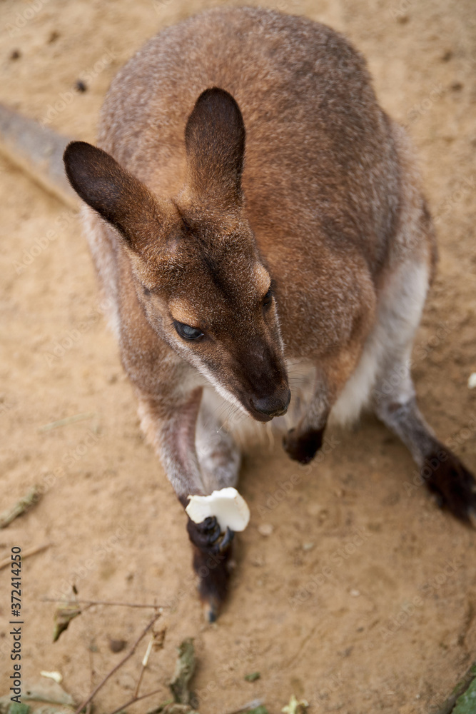 Kangaroo sits on the sand with food in its paw. View from above