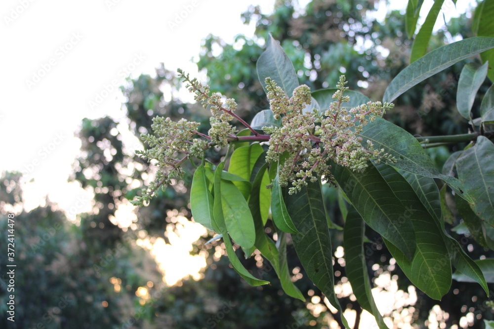 Obraz premium flowers of a mango tree