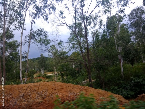 forest in autumn