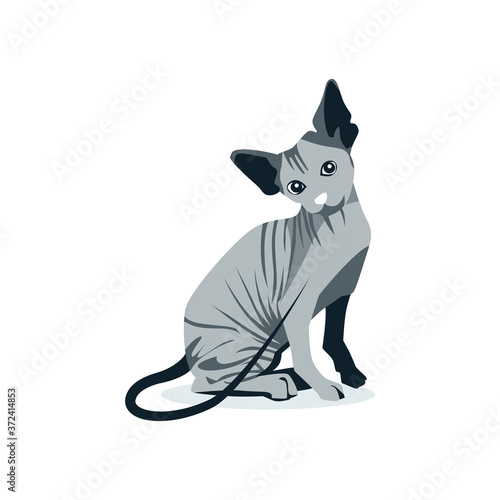 Beautiful hairless sphinx cat. Amusing domestic purebred cat sitting with its head bowed cartoon vector illustration isolated on white background