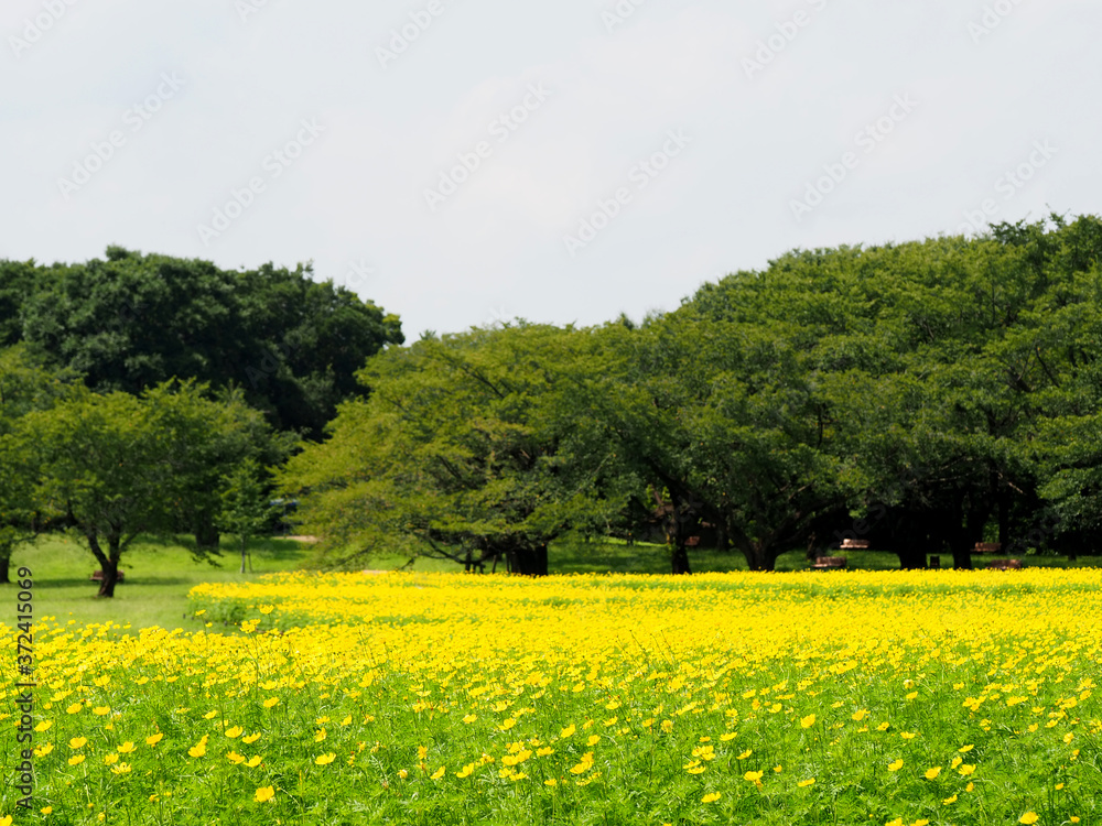 黄色い花の花畑