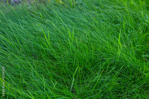 green grass in summer for background, juicy green color, young grass