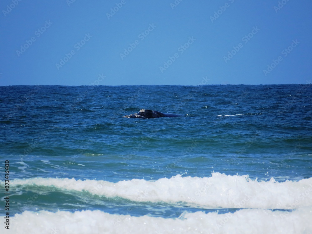 Obraz premium Whalewatching