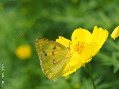 黄色い花と蝶のクローズアップ © tawa--mana