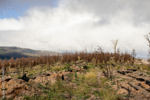 A young pine plantation burnt by bushfires near the Mount Imlay, NSW, Australia.