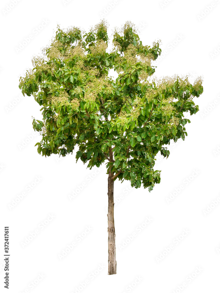 Fototapeta premium Isolated teak tree with clipping path on white background / die-cut green leaf tree with flower in rainy season plant at road side