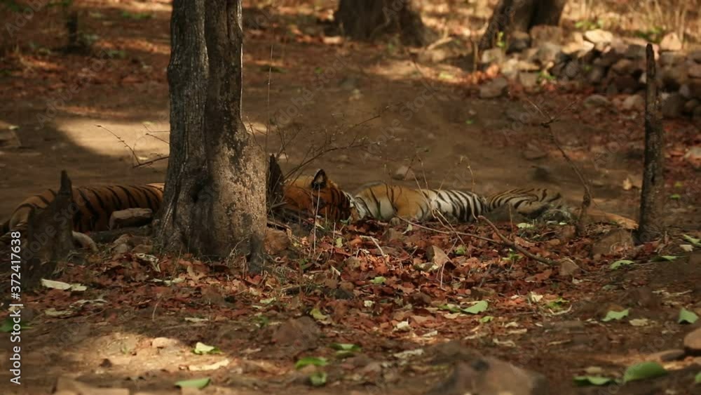 Wild tigers mating in the nature habitat. Tigers mating during the golden light. Wildlife scene with danger animals. Hot summer in India. Dry area with beautiful indian tiger, Panthera tigris Wild tigers mating in the nature habitat. Tigers mating during the golden light. Wildlife scene with danger animals. Hot summer in India. Dry area with beautiful indian tiger, Panthera tigris