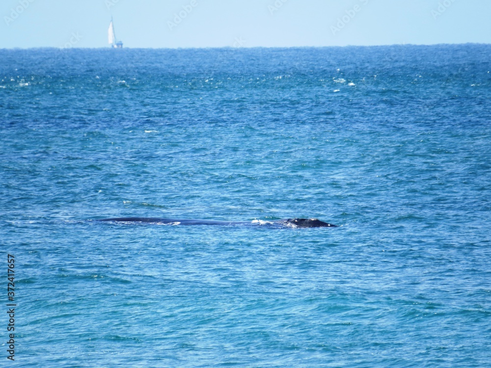 Fototapeta premium Whalewatching