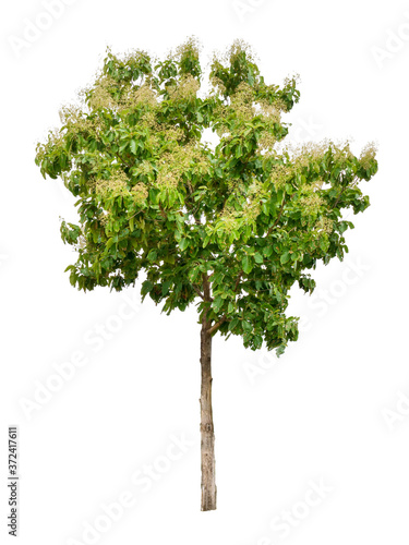 Isolated teak tree with clipping path on white background   die-cut green leaf tree with flower in rainy season plant at road side