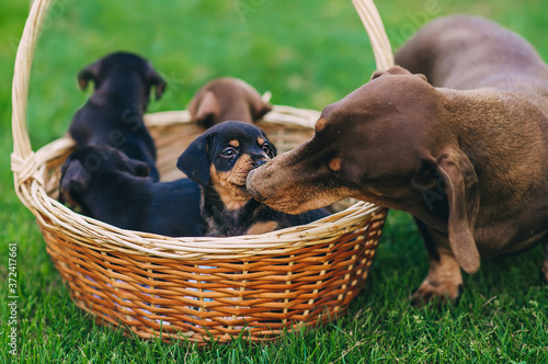 Fototapeta Naklejka Na Ścianę i Meble -  Adult dachshund dog with little puppies sitting in the basket on green grass