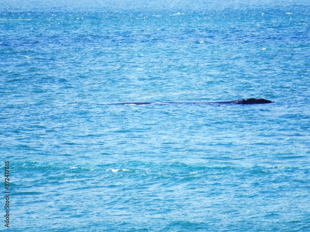 Fototapeta premium Whalewatching
