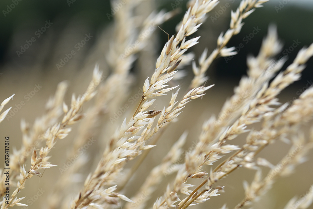 Dry light colored grass stem on a dark blurred background Dry light colored grass stem on a dark blurred background
