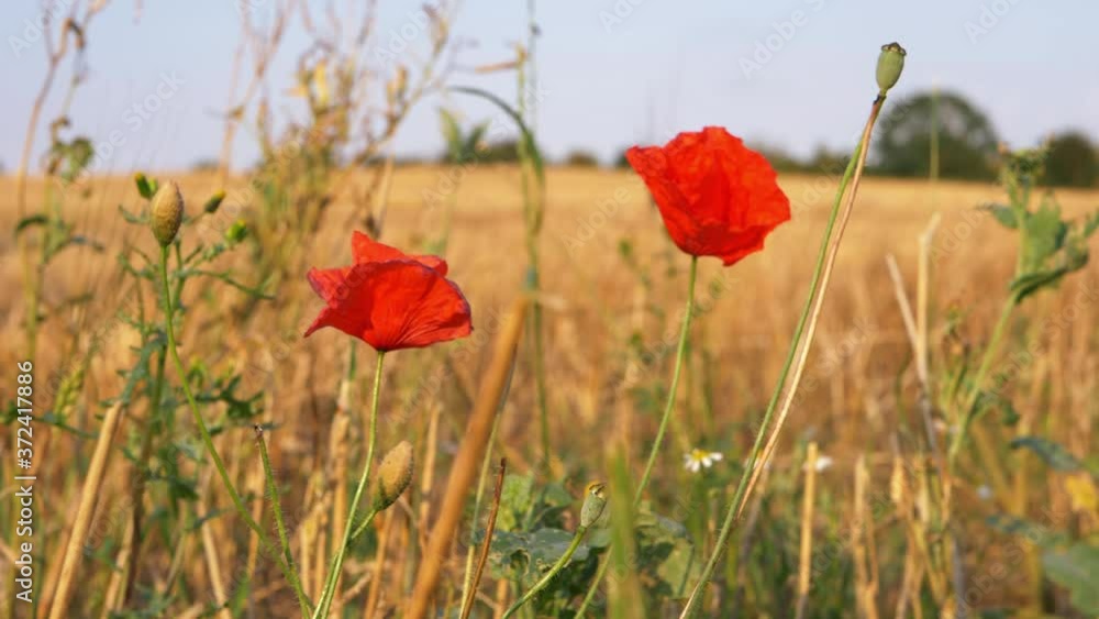 Poppies growing wild in golden wheat field close up shot Poppies growing wild in golden wheat field close up shot