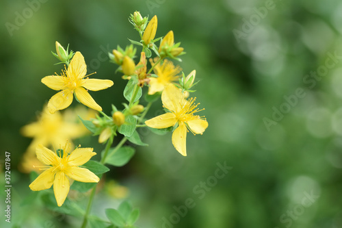 Flowering St. John's wort/Hypericum close up with blurred background