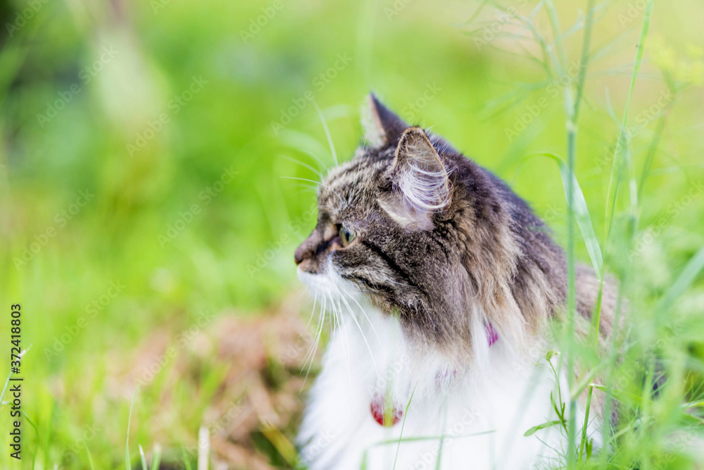 A fluffy striped cat sits on the grass and looks aside