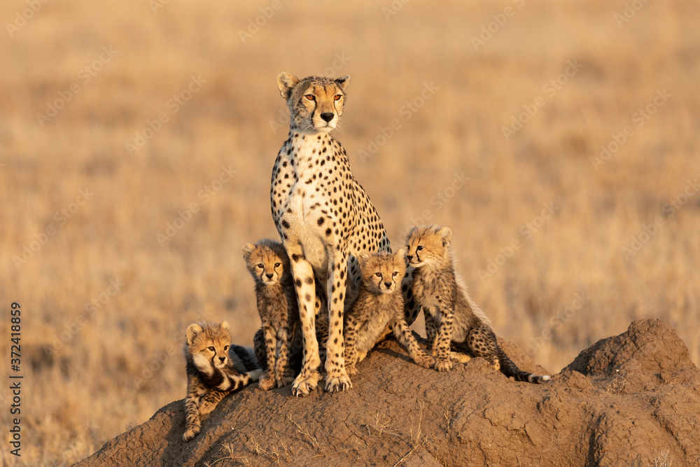 Beautiful cheetah mother and her four cute cheetah cubs sitting on a large termite mound at sunset in Serengeti Tanzania - obrazy, fototapety, plakaty 