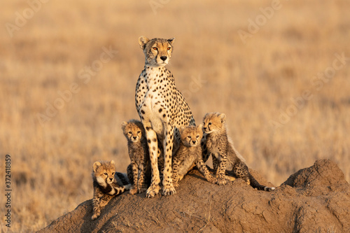 Fényképezés Beautiful cheetah mother and her four cute cheetah cubs sitting on a large termi