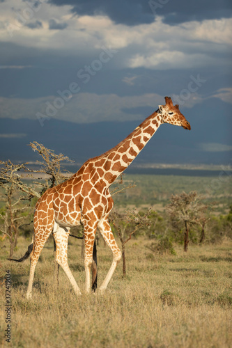 Vertical full body portrait of adult reticulated giraffe walking in grassy plains of Ol Pajeta with dark thunderstorm sky in background in Kenya