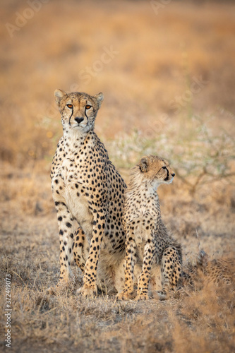 Vertical head on portrait of cheetah mother looking straight at camera sitting next to her cub in Ndutu Tanzania