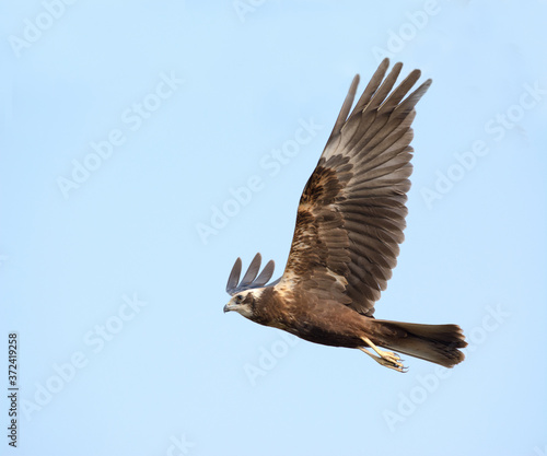 harrier flying in the blue sky, The marsh harriers are birds of prey of the harrier subfamily. They are medium-sized raptors and the largest and broadest-winged harriers photo