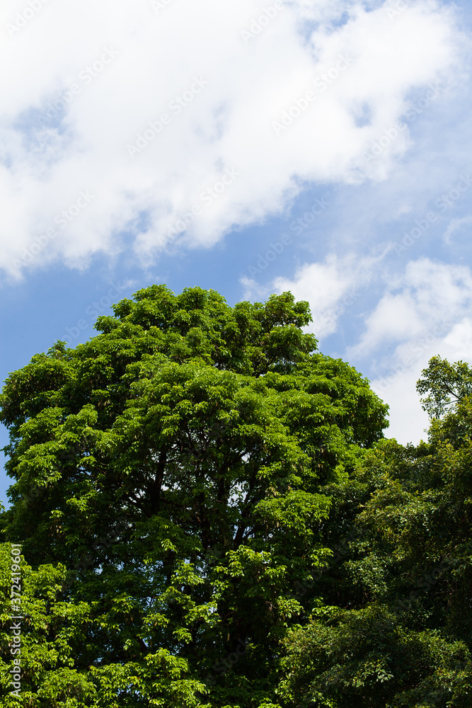 Low Angle View Of Trees Against cloud Blue Sky