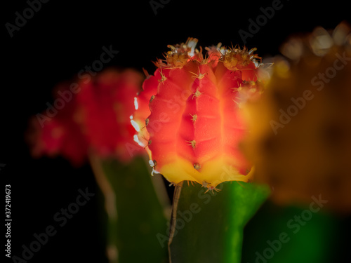 Shallow focused spot lit moon cactus close up